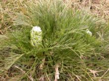 Par son port et sa taille similaires, cette Apiaceae montagnarde rappelle l'aspect de Botrychium australe