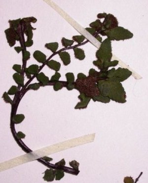 Asplenium trichomanes, premier exemple de fronde
