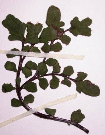 Asplenium trichomanes, deuxième exemple de fronde