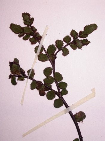 Asplenium trichomanes, troisième exemple de fronde