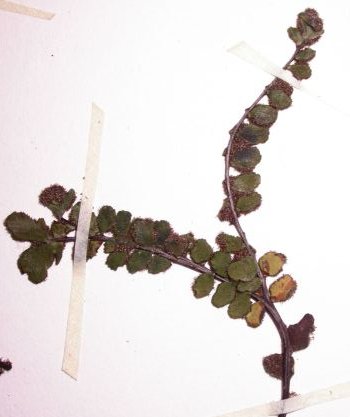 Asplenium trichomanes, quatrième exemple de fronde